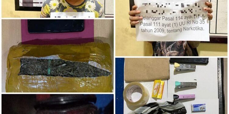 Satresnarkoba Polres Dharmasraya Tangkap Dua Tersangka Pengedar Ganja  