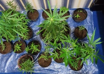 Tanam Ganja Dalam Pot, Seorang Warga Sungai Nanam Ditangkap Satres Narkoba Polres Solok