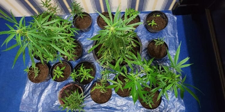 Tanam Ganja Dalam Pot, Seorang Warga Sungai Nanam Ditangkap Satres Narkoba Polres Solok