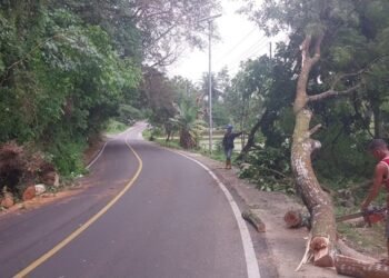 Akibat Hujan Lebat, Pohon Tumbang  di Kawasan Simpang Sulit Air Ganggu Lalulintas Jalinsum