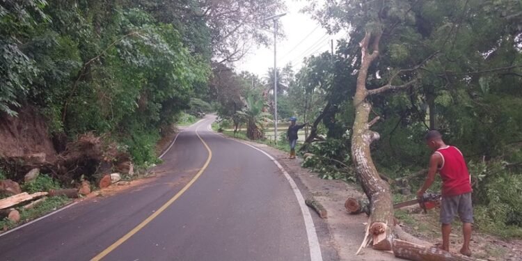 Akibat Hujan Lebat, Pohon Tumbang  di Kawasan Simpang Sulit Air Ganggu Lalulintas Jalinsum