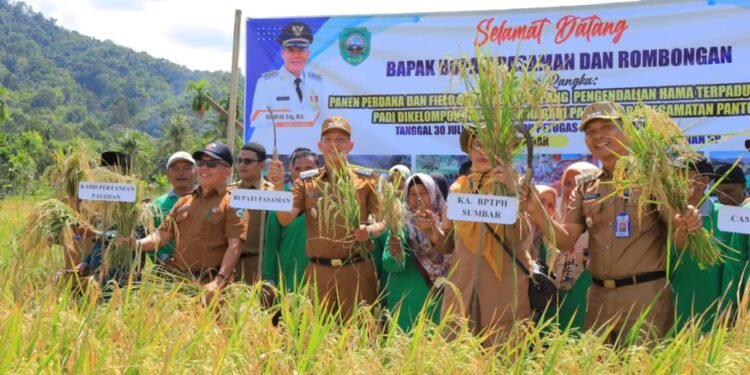 Lakukan Panen Raya Padi Keltan Subur, Bupati Pasaman Sabar AS: Metode SLHP Patut Dikembangkan