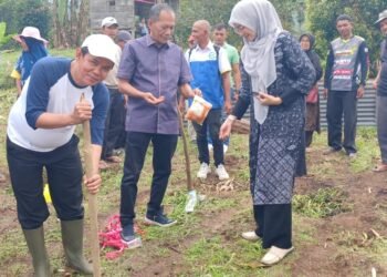 Bukan Pencitraan, Nofi Candra Tanam Jagung Perdana Bersama Petani Mitra PT.CNMS di Payo Solok