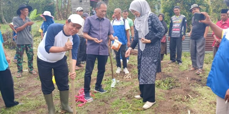 Bukan Pencitraan, Nofi Candra Tanam Jagung Perdana Bersama Petani Mitra PT.CNMS di Payo Solok