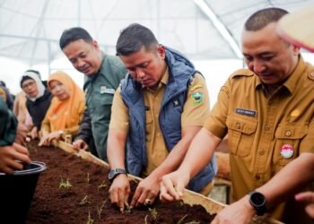Wabup Solok Jon Firman Pandu Dorong Aktivitas Pembibitan Komoditi Kentang Berbasis Smart Farming
