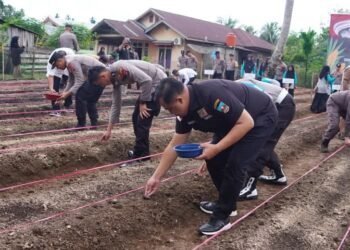 Bupati Dharmasraya Ikuti Program Tanam Satu Juta Hektare Jagung di Sungai Kambut