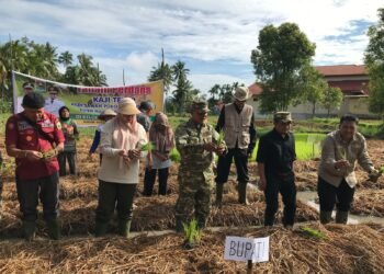 Program Sawah Pokok Murah Digalakkan, Bupati dan Wakil Bupati Solok  Lakukan Penanaman Perdana di Kotobaru
