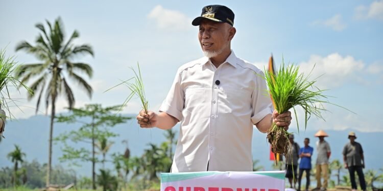 Tanam Padi
