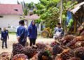 Harga Sawit