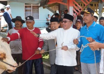 Sapi kurban