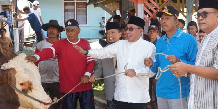 Sapi kurban
