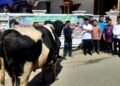 Sapi kurban