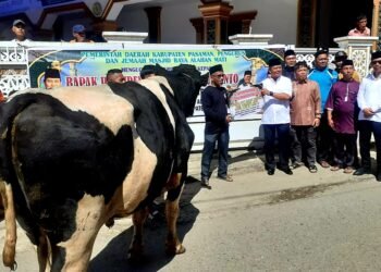 Sapi kurban