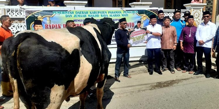 Sapi kurban