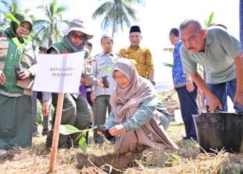 Tanam Pisang