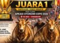 Pacu Jawi
