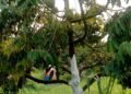 Kebun Durian Taruko