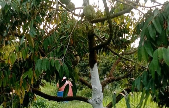 Kebun Durian Taruko