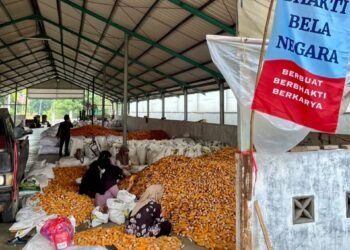 Pabrik benih Jagung
