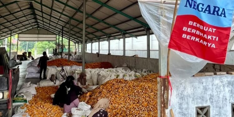 Pabrik benih Jagung