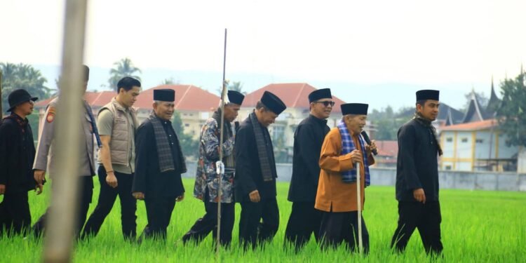 Sawah Solok